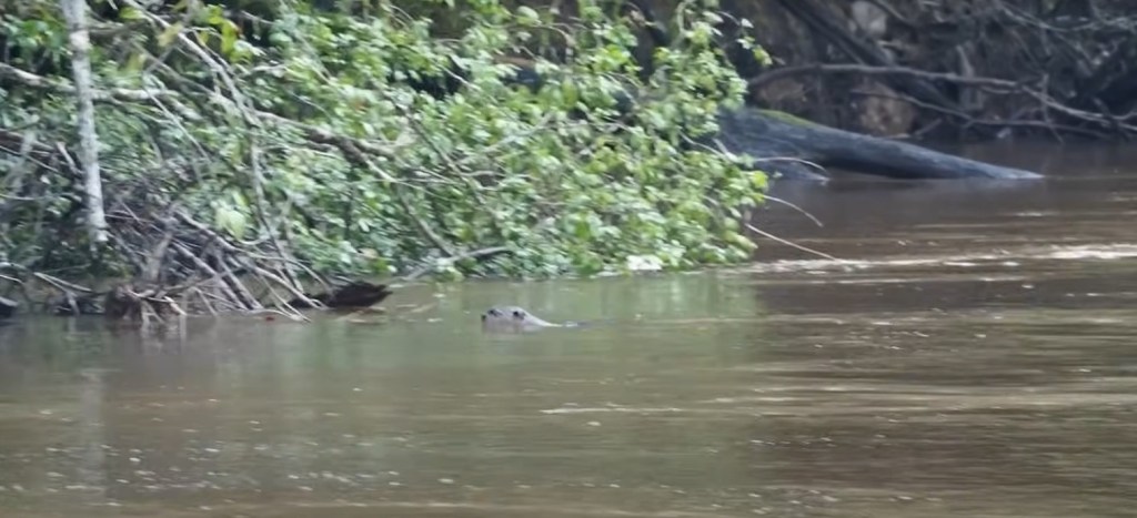An image that has been taken from Amazon rainforest, displaying three things - a river, jungle plants besides it, and a water animal swimming in it.