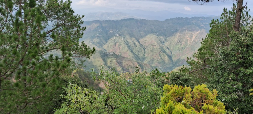 Evening valley view from Joshi Holiday Homestay in Jaiharikhal, Lansdowne, featuring pine trees, lush green hills, terraced mountain slopes, and soft sunlight illuminating the Garhwal Himalayas.